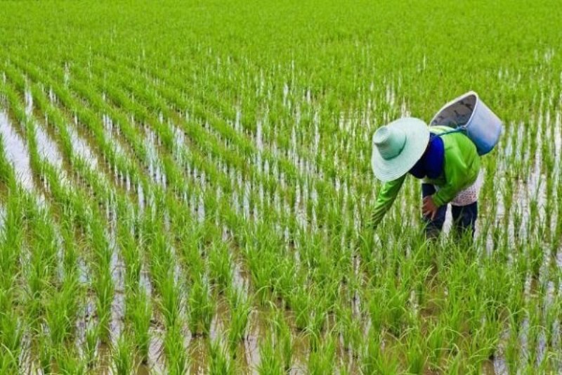 بررسی صنعت تولید محصولات برنج کاری _ کشاورزی(تشخیص فرصتهای کارآفرینی)